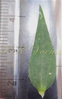  Leaf